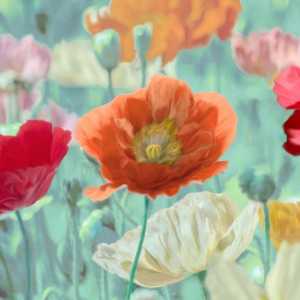 Framed Poppies in Bloom I Print