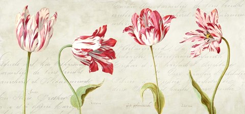 Framed Botaniques Moderne Print