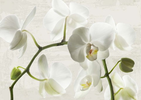 Framed Ivory Orchids Print