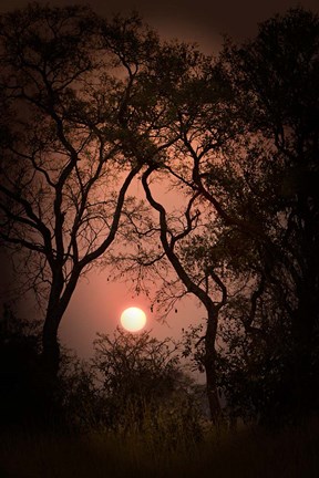 Framed Okavango Delta, Botswana Sunset Behind Tall Trees Print