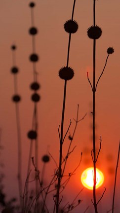 Framed Okavango Delta, Botswana Africa Thistles At Sunset Print