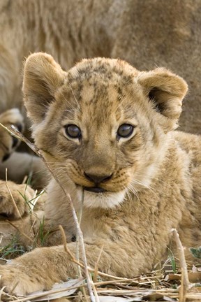 Framed Okavango Delta, Botswana A Close-Up Of A Lion Cub Print