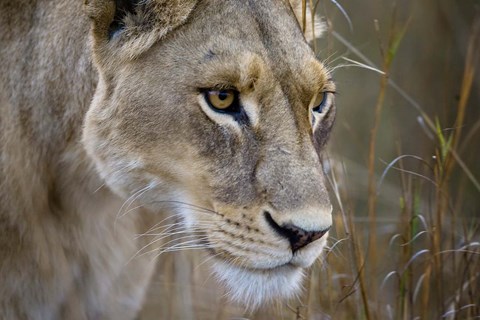 Framed Okavango Delta, Botswana Close-Up Of A Female Lion Print