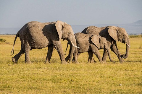 Framed Africa, Kenya, Amboseli National Park, Elephant Print
