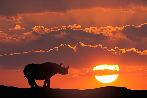 Framed Kenya, Masai Mara Composite Of White Rhino Silhouette And Sunset Print