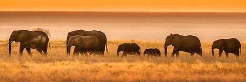 Framed Etosha National Park, Namibia, Elephants Walk In A Line At Sunset Print