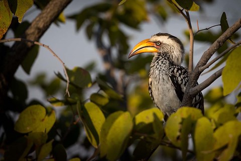 Framed Etosha National Park, Namibia, Yellow-Billed Hornbill Perched In A Tree Print