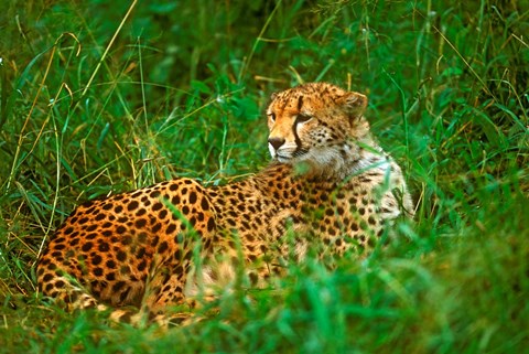 Framed Cheetah Lying In Grass On The Serengeti Print