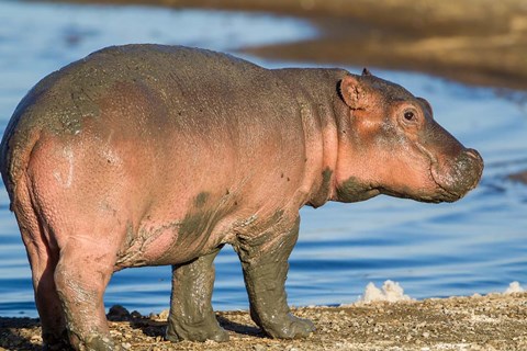 Framed Reddish Very Young Hippo Stands On Shoreline Of Lake Ndutu Print