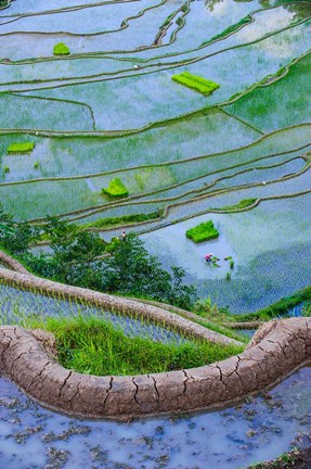 Framed Rice Terraces Of Banaue, Philippines Print