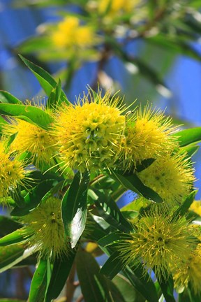 Framed Bright Yellow Wattle Tree In Suburban Cairns, Queensland, Australia Print