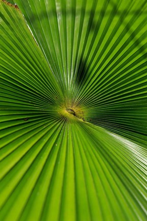 Framed Pattern On Palm Leaf, Cairns Botanic Gardens, Queensland, Australia Print