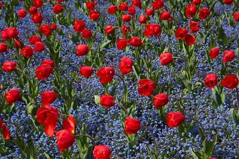 Framed Tulips, Botanic Gardens, Hagley Park, Christchurch, Canterbury, New Zealand Print