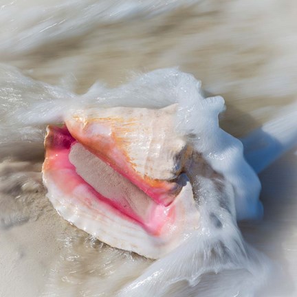 Framed Bahamas, Little Exuma Island Conch Shell In Surf Print