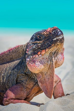 Framed Bahamas, Exuma Island Close-Up Of Iguana On Beach Print