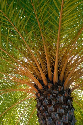 Framed British Virgin Islands, Scrub Island Close Up Of The Underside Of A Palm Tree Print