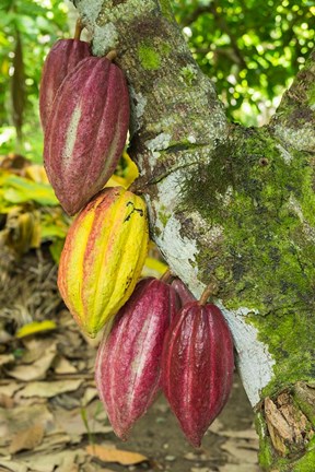Framed Cuba, Baracoa Cacao Pods Hanging On Tree Print