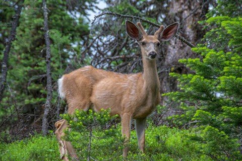 Framed Deer In The Assiniboine Park, Canada Print