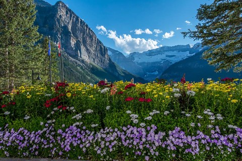 Framed Wildflowers In Banff National Park Print