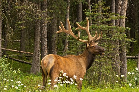 Framed Bull Elk, Bow Valley Parkway, Banff National Park, Alberta, Canada Print