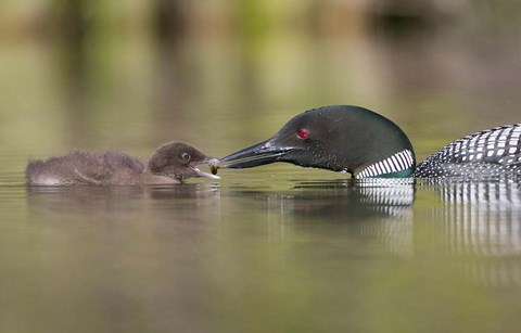 Framed Canada, British Columbia A Common Loon &amp; Chick At Lac Le Jeune Print