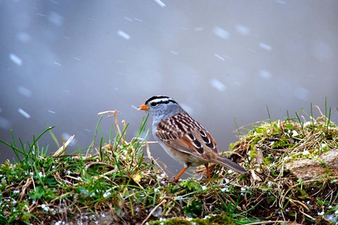 Framed White-Crowned Sparrow In A Spring Snow Storm Print