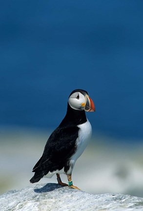 Framed Atlantic Puffin, Machias Seal Island, Canada Print