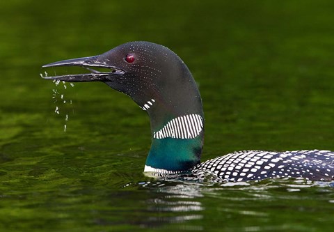 Framed Canada, Quebec, Eastman Common Loon Calling Print