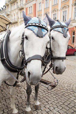 Framed Czech Republic Horses On Cobblestone Karlovy Vary Street Print