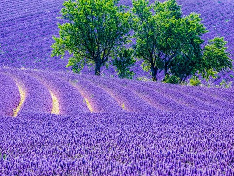 Framed France, Provence, Lavender Field On The Valensole Plateau Print