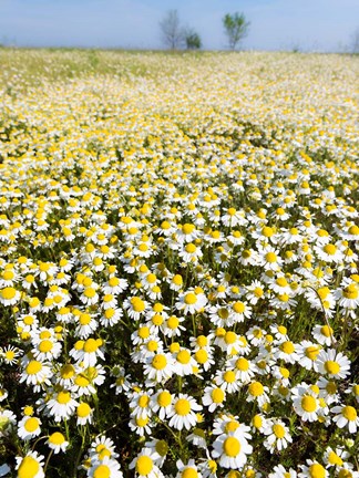 Framed Chamomile Field (Matricaria Chamomilla), Hortobagy National Park In Spring Hungary Print