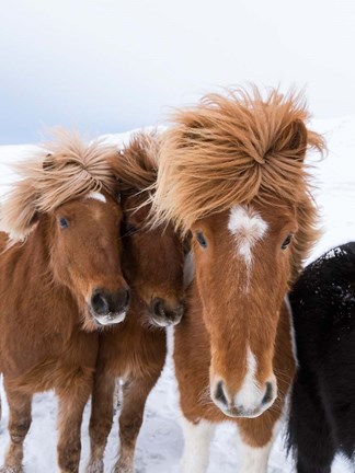 Framed Icelandic Horses With Typical Thick Shaggy Winter Coat, Iceland 12 Print