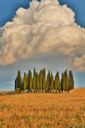 Framed Italy, Tuscany Cypress Tree Grove And Towering Cloud Formation Print