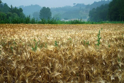 Framed Italy, Tuscany, Wheatfield Print