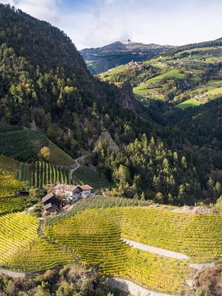 Framed Viniculture Near Klausen In South Tyrol During Autumn, Italy Print