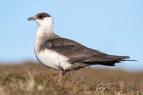 Framed Arctic Skua Great Britain, Scotland, Shetland Islands Print