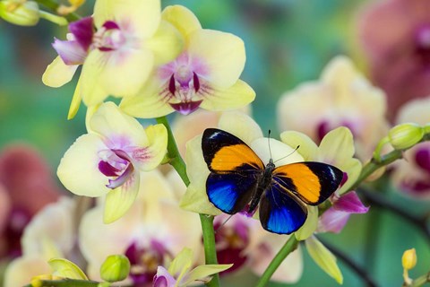 Framed Brush-Footed Butterfly, Callithea Davisi On Orchid Print