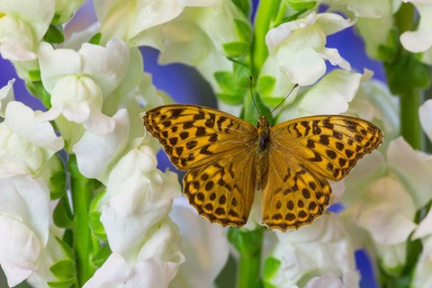 Framed European Silver-Washed Fritillary Butterfly On Snapdragon Flower Print