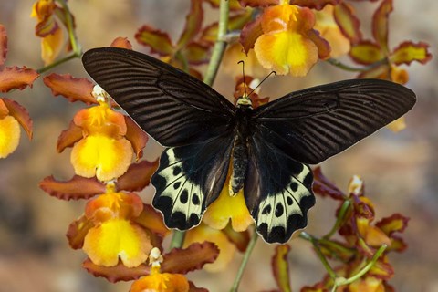 Framed Priapus Batwing Swallowtail Butterfly From SE Asia Print