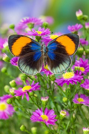 Framed Star Sapphire Butterfly Print