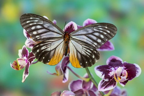 Framed Butterfly Calinaga Buddha, The Freak Print