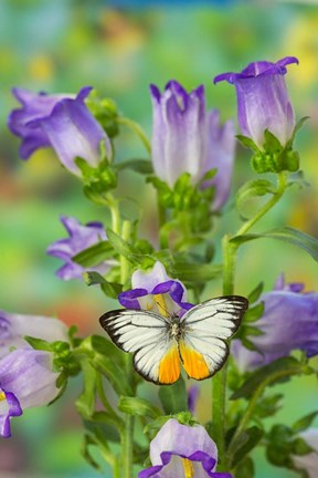 Framed Orange Gull Butterfly Print