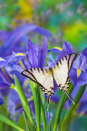 Framed Short-Lined Kite Swallowtail Print