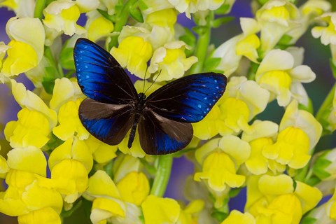 Framed Blue Crow Butterfly Print