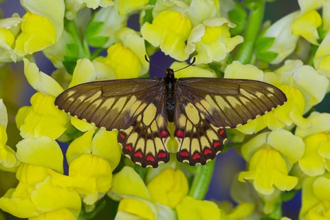 Framed Butterfly Eurytides Corethus In The Papilionidae Family Print