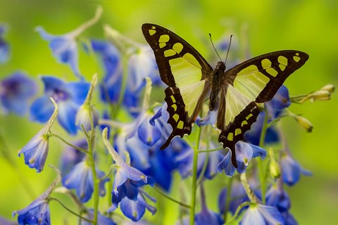 Framed Glassy Bluebottle Butterfly Print