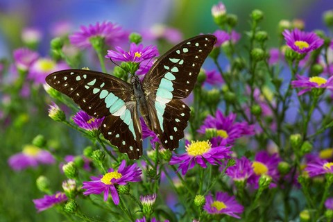 Framed Lesser Jay Butterfly Print