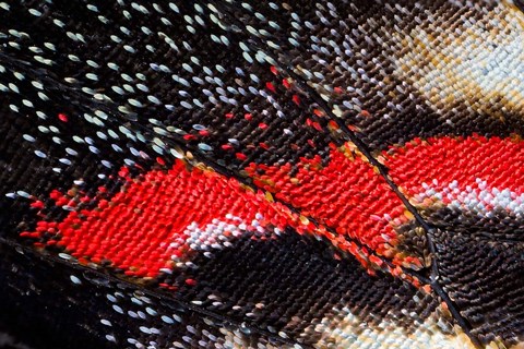 Framed Close-Up Detail Wing Pattern Of Butterfly Print