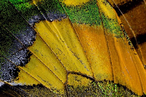 Framed Wing Pattern Of Tropical Butterfly 2 Print