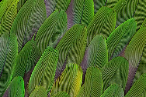 Framed Green Wing Feathers Of A Parrot Print